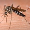 Muỗi truyền bệnh sốt xuất huyết kháng được nhiều loại hóa chất