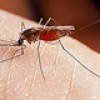 Hệ sinh thái sẽ mất cân bằng nếu không có ...muỗi?