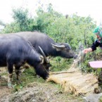 Các tỉnh miền núi phía bắc chủ động đối phó rét đậm, rét hại kéo dài