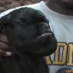 Làng quê dậy sóng vì con dê mang khuôn mặt người