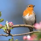 Phân tích khổ thơ đầu Mùa xuân nho nhỏ (bài hay)