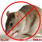 Dịch vụ diệt chuột hiệu quả và giá rẻ