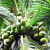 Thuyết minh về cây dừa (Bài mẫu hay)