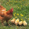 Thuyết minh về con gà (Bài mẫu hay)
