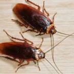 Cách diệt gián an toàn cho sức khỏe