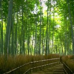 Thuyết minh về cây tre (Bài mẫu hay)