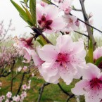 Phân tích bài thơ mùa xuân nho nhỏ của thanh hải