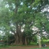 Thuyết minh về cây đa Việt Nam
