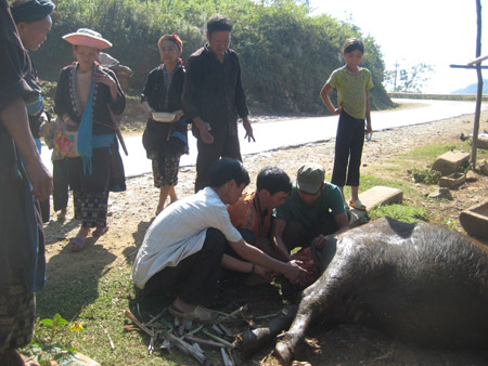 Nông dân vùng cao Phong Thổ, Lai Châu làm thịt con trâu bị chết do giá rét.
