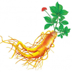 Tác dụng của Nhân Sâm Hàn Quốc đối với sức khoẻ của con người như thế nào?