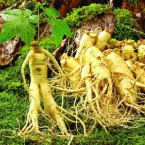 Cách bảo quản nhân sâm tươi Hàn Quốc và Nhân Sâm khô tốt nhất để sử dụng