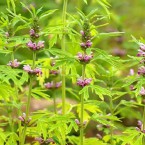 Thu mua cây Ích Mẫu số lượng lớn